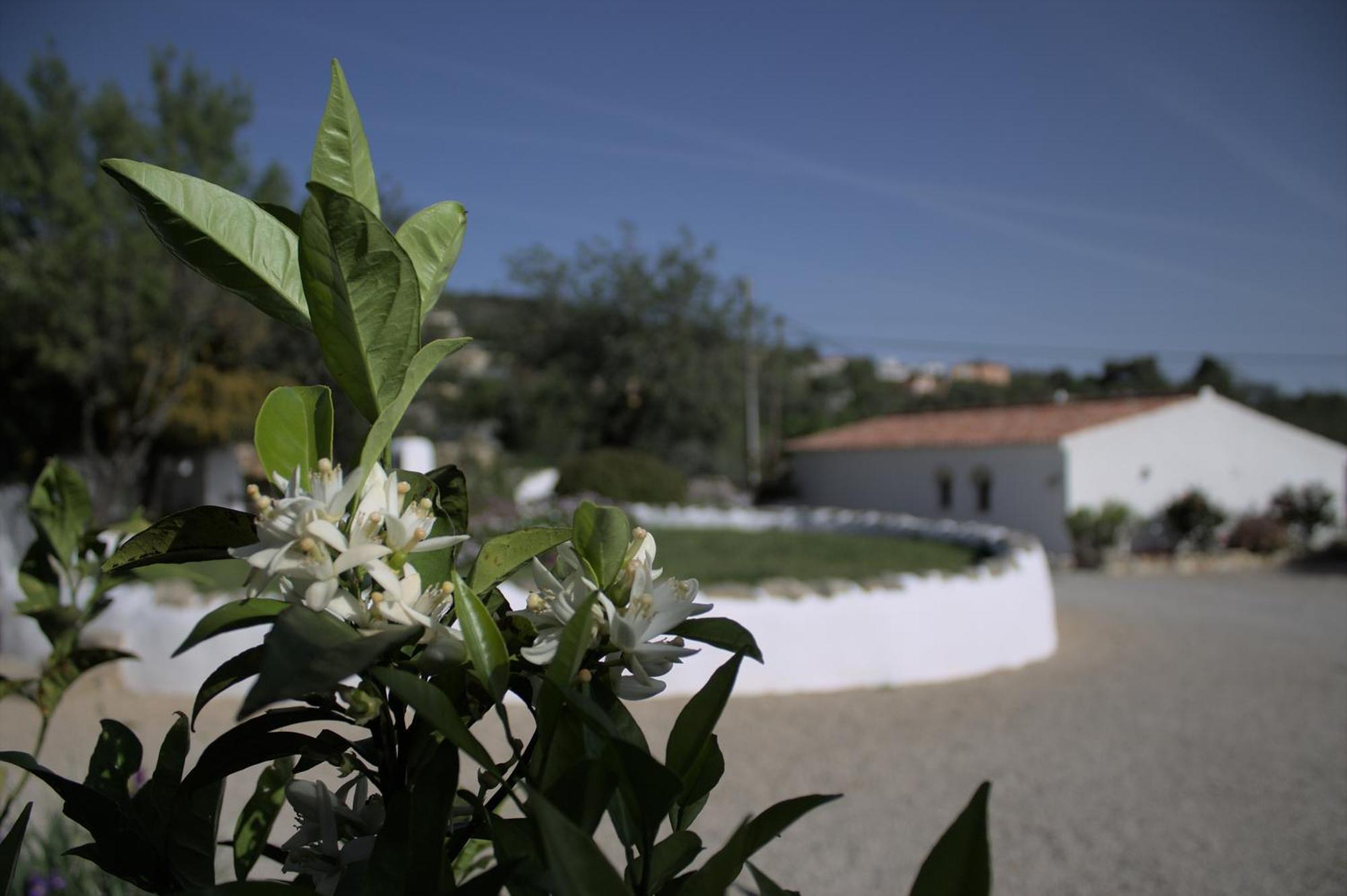 Cosy Farmhouse Quinta Da Eira 140 Years Old Loulé Zewnętrze zdjęcie